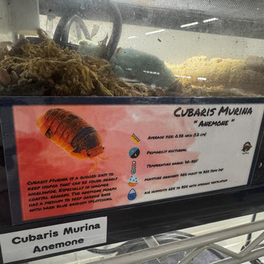 Cubaris Murina Anemone Isopod Bin Label